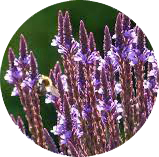 Eisenkraut - Verbena officinalis